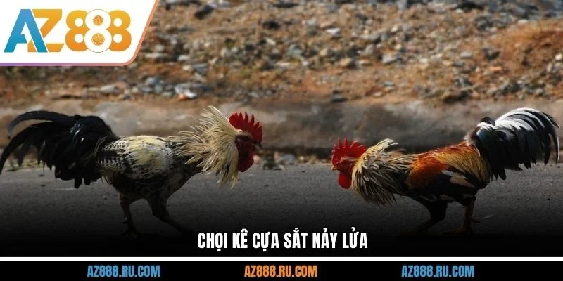 Chọi kê cựa sắt nảy lửa